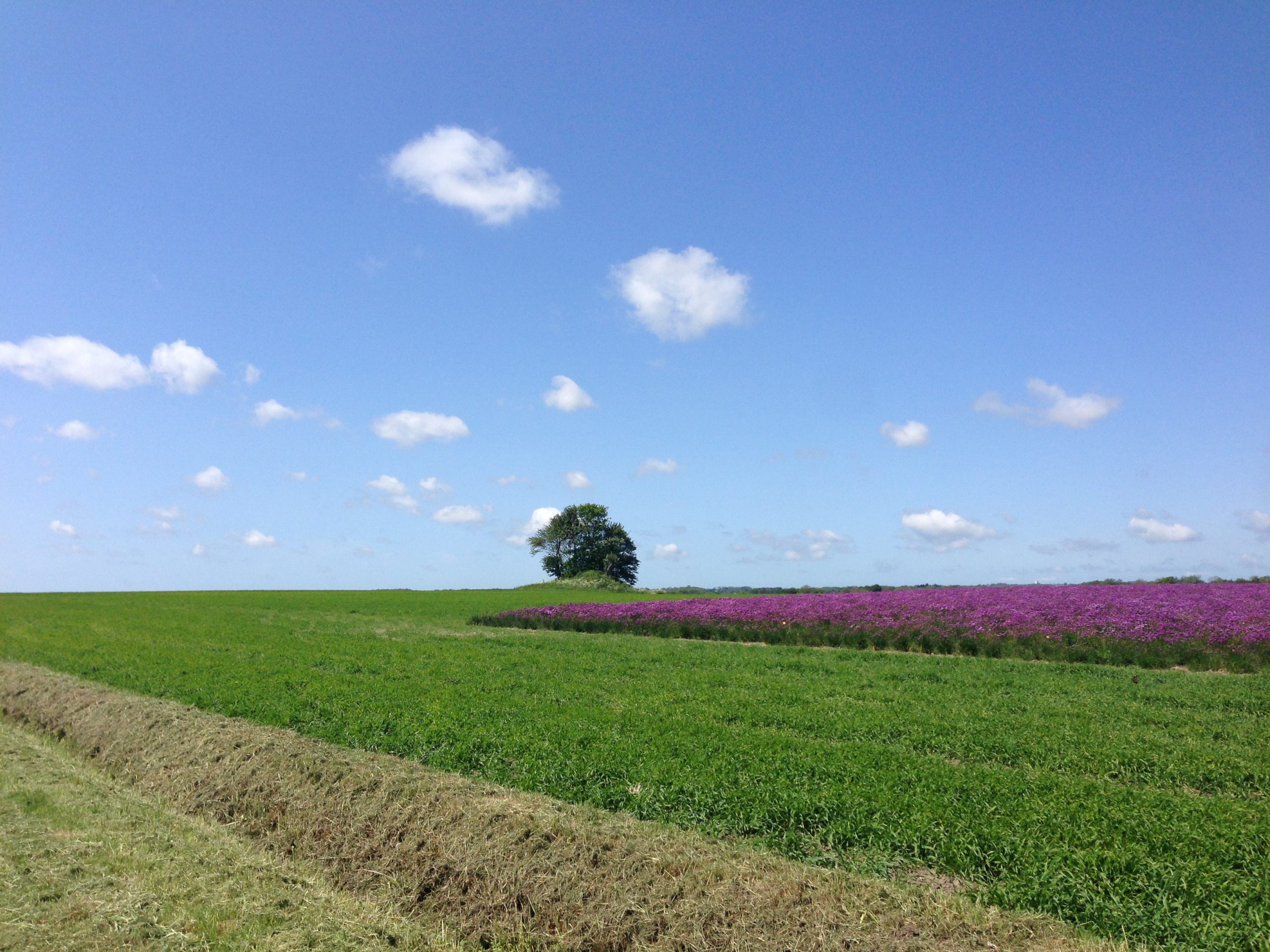 8/20 – Brændesgårdshaven